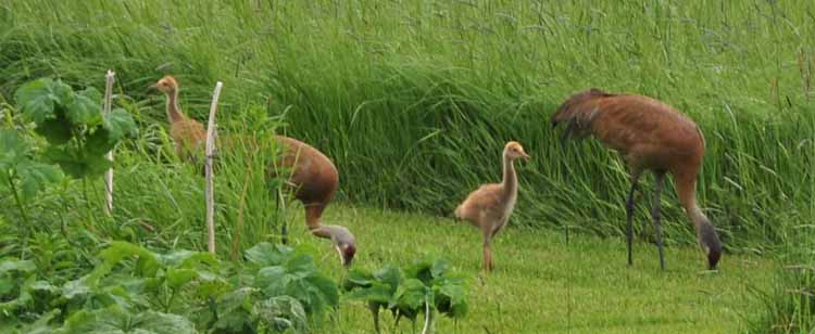 sandhill cranes family